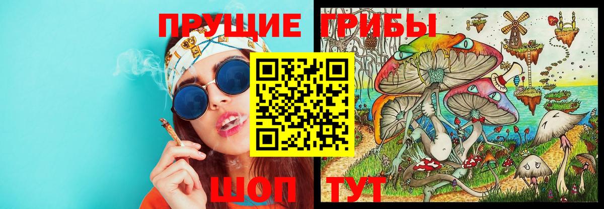 Галлюциногенные грибы Psilocybine cubensis Омск